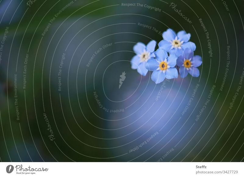 Forget-me-not bloom again this spring forget-me-not flower blue flowers Myosotis blossom delicate blossoms petals Flower Blossom May heyday blue blossoms