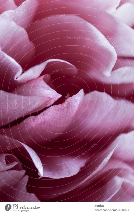 Pink petals of a peony Peony Flower Detail Spring Blossoming Plant Moody Romance Floristry Elegant aromatic plant macro photography Beautiful Close-up