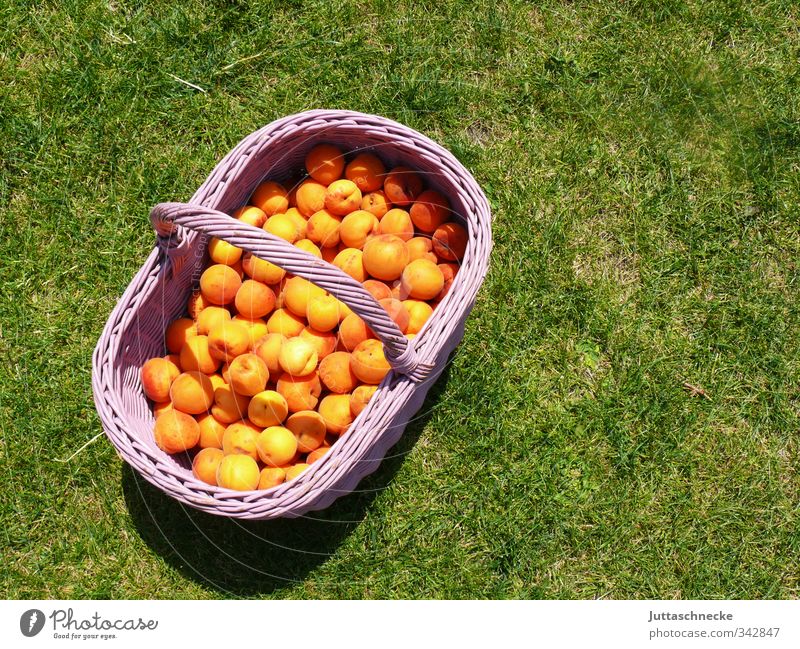 Summer, come on! Food Fruit Apricot Nutrition Picnic Organic produce Vegetarian diet Healthy Eating Life Grass Basket Fresh Delicious Round Juicy Sweet Green