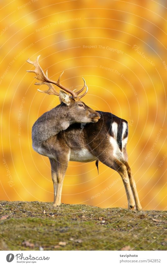 fallow deer buck in autumn Beautiful Hunting Man Adults Nature Landscape Animal Autumn Park Meadow Forest Stand Large Brown Gold Loneliness Colour Deer Buck