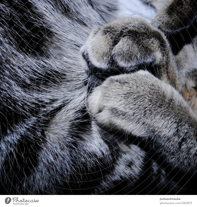 siesta Animal Pet Cat Pelt Paw 1 Sleep Dream Gray Trust Serene To enjoy Contentment contented Calm tired Goof off Soft Plush Siesta Claw Tiger skin pattern