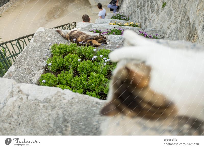 Two cats lying on flower terraces Cat Croatia flowers Garden Bed (Horticulture) people Zadar Tourists Blur Sleep Rest Goof off Peaceful observer