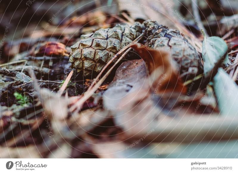 it's getting late foliage Forest forest soils Fir cone Nature Autumn Environment Close-up Shallow depth of field Detail Brown Deserted Plant Colour photo