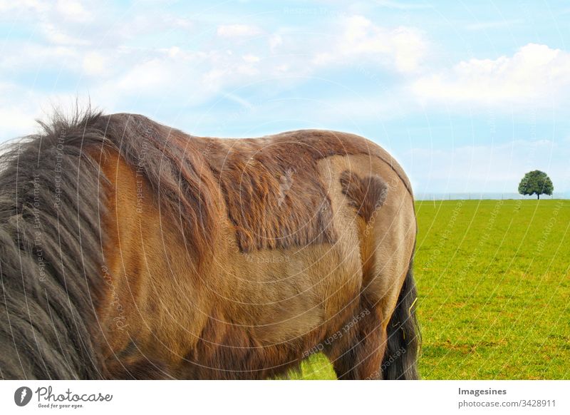 Horse back - New forest pony (Dülmener) on a meadow, with a heart patch on the back, shaved shape of a heart. A heart for animals concept, Valentine's Day, friendship, love, animal welfare