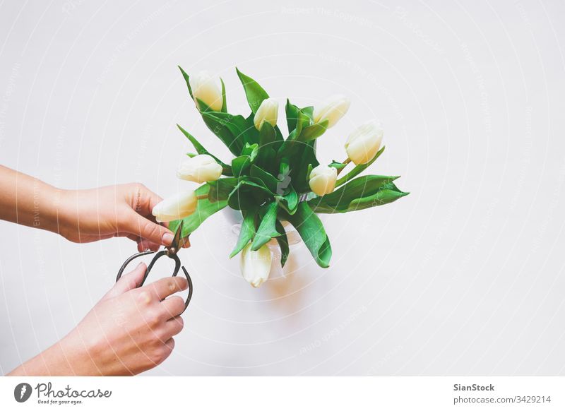 Womans hands care of bouquet of white tulips isolated background day vase scissors spring nature green beautiful cut cutting flower mothers space bunch beauty
