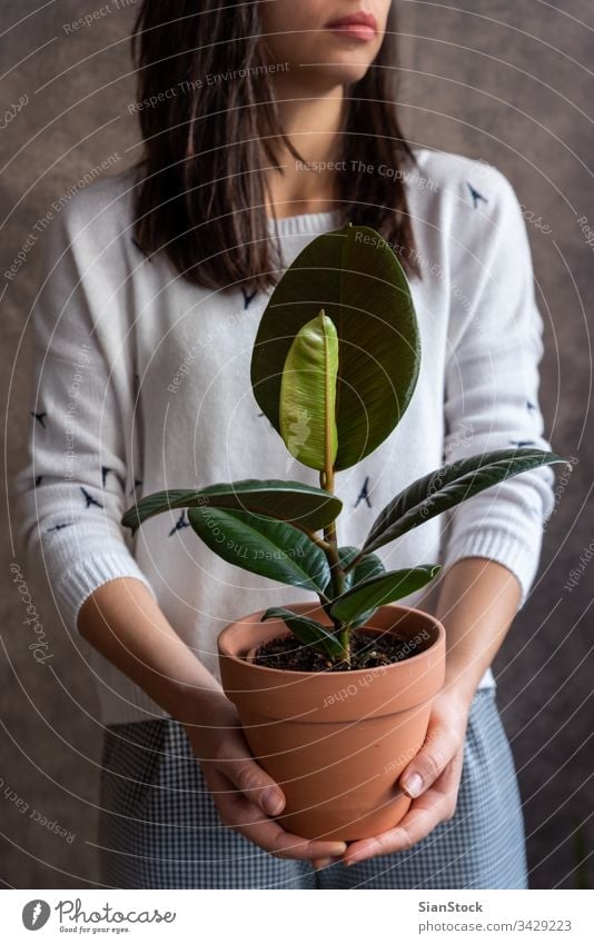 Woman holding ficus plant pot flower woman hands florist gift floral white indoor Ficus elastica background person female bloom botanical flowers green girl