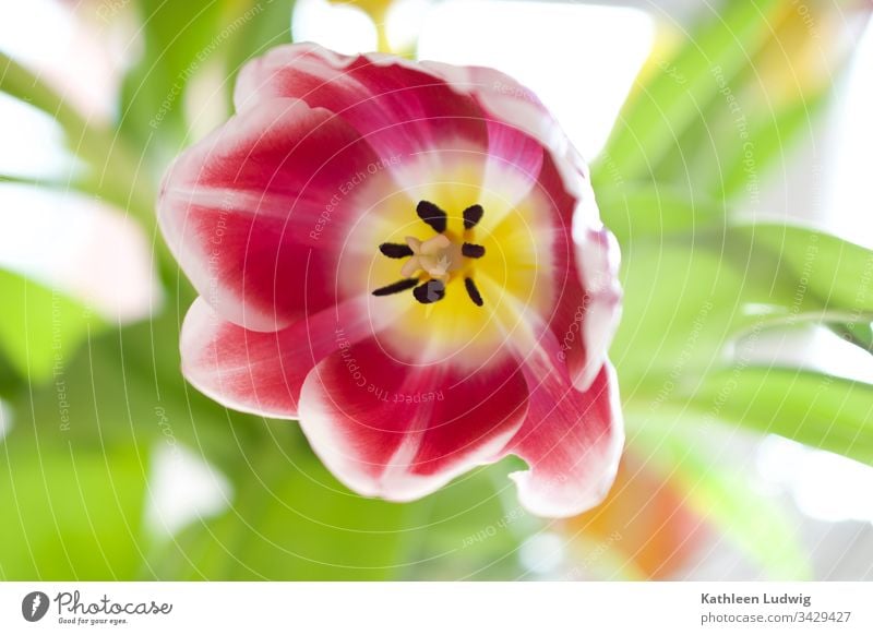 tulip Tulip blossom Flower Blossom Plant Nature Blossoming Close-up Macro (Extreme close-up) Spring colourful Green Red Yellow Bouquet
