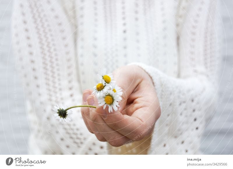 Flowers for you! flowers Daisy daisies White Yellow bleed Bouquet Mother's Day Valentine's Day Plant already spring Early spring Nature Neutral Birthday natural