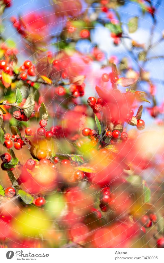 Looking forward | to a golden autumn Berries Red bushes Sunlight Light Bright green Colour Pygmy Medlar Beautiful weather Berry bushes Sunbeam fruit Round