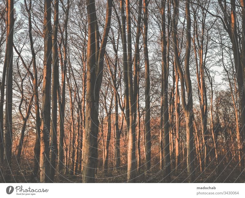 in the wood Forest trees tree trunks Nature Environment Deserted Tree Plant Wood Tree trunk Relaxation Recreation area Calm Exterior shot Light Sunlight