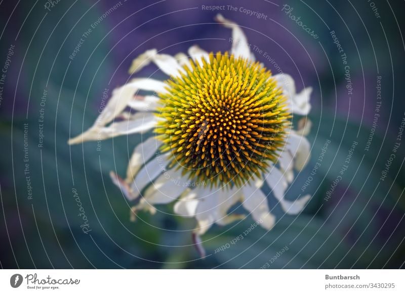 faded flower Flower Cornflower Yellow White Plant Limp withered Close-up Old Season Summer Autumn Life Nature