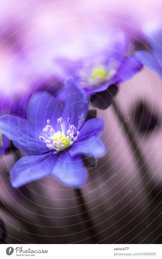 blue liverworts in front of purple background Nature Plant Flower Blossom Macro (Extreme close-up) Blossom leave Colour photo Blur Deserted Detail Spring Violet