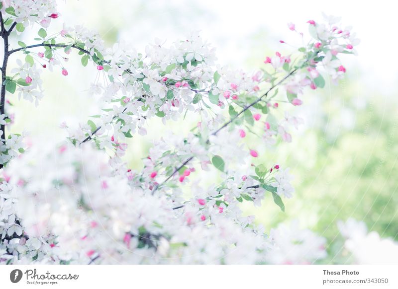 snow white Nature Spring Summer Tree Blossom Foliage plant Green Pink Red White Cherry Colour photo Close-up Detail Day