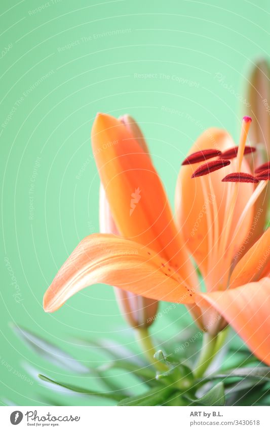 LILY MASTER Wonder dream magic Blossom Lily blossom floral picture flower photo flourished Orange Seed bud Stalk Spring time of year Time decoration background