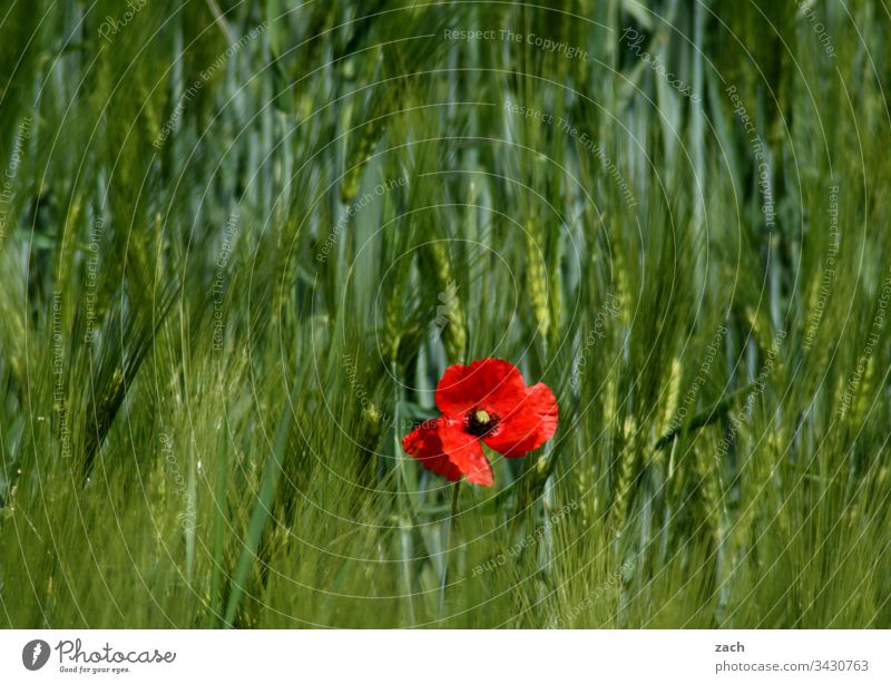 it smells like... l Spring Poppy Meadow Field Wheat Wheatfield Grain Green Agricultural crop Agriculture Exterior shot Nature Plant Colour photo Grain field