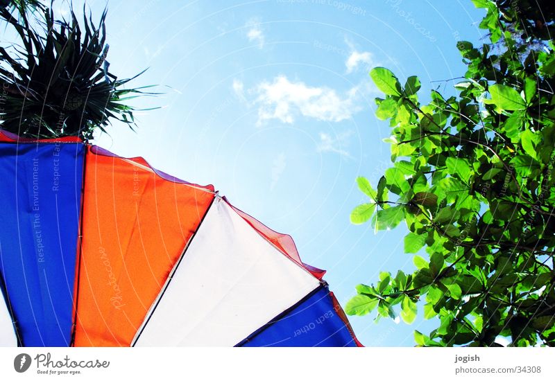 Looking up Clouds Tree Palm tree Sunshade Tricolour Green White Red Leaf Vacation & Travel Thailand Sky Blue