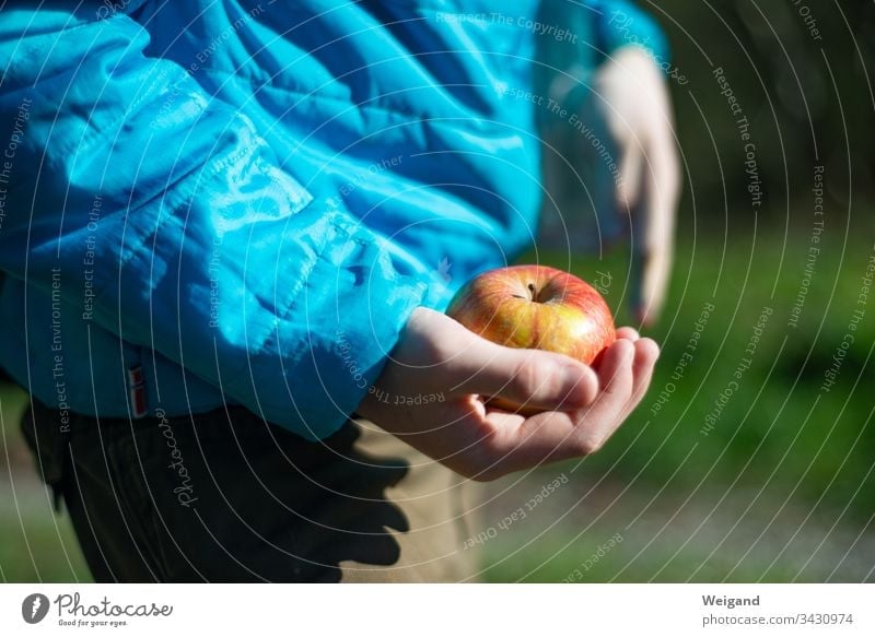 apple Apple Picnic Child Hiking fruit Healthy Eating Colour photo Vegetarian diet Organic produce Nutrition Exterior shot Fruit Food Fresh Day