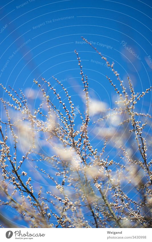 spring blossoms Spring Sky Flower Blossom awakening Sun Nature Fragrance Deserted Garden Meadow To go for a walk