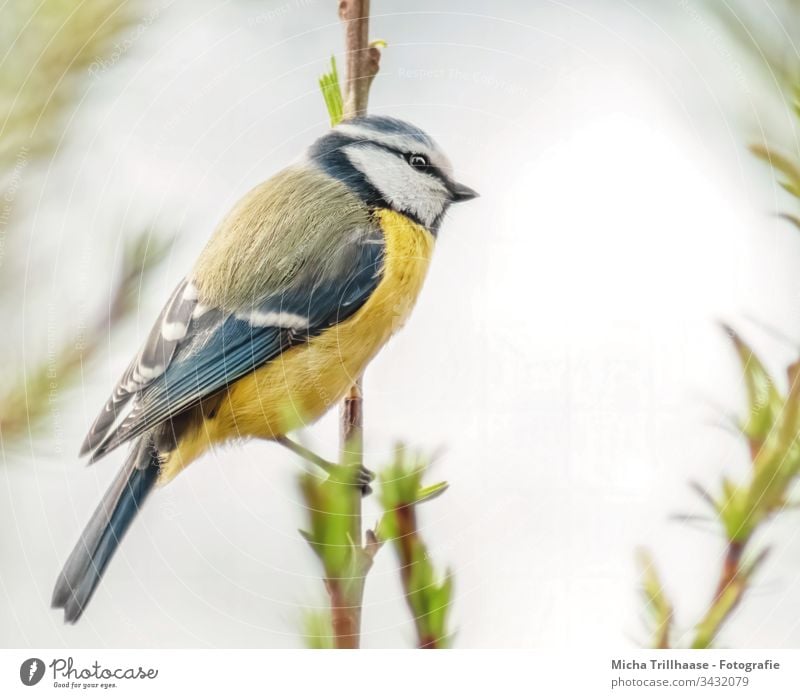 Blue tit on a branch Tit mouse Cyanistes caeruleus Bird Animal face Head Beak Eyes Feather Plumed Grand piano Claw Wild animal Twigs and branches