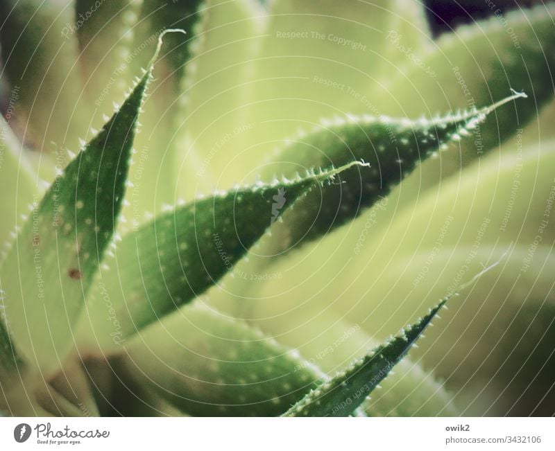 prickly Agave leaves peak Thorny shallow depth of field Nature Green Plant Close-up Colour photo Exterior shot Deserted Detail real Exotic Succulent plants
