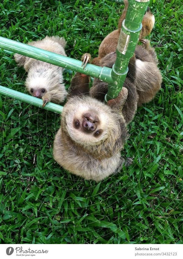 Sloth baby climbs a pole Baby Sloth sloth baby sloth Cute Fluffy Pelt Nature animal world Wild Green cute baby sloth cute sloth fluffy sloth Looking animals
