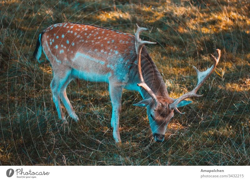 Fallow deer grazing Hunting Deer Fawn Roe deer Wild animal Forest Woodground Autumn Spring Environment Nature Home country young animal To go for a walk Animal