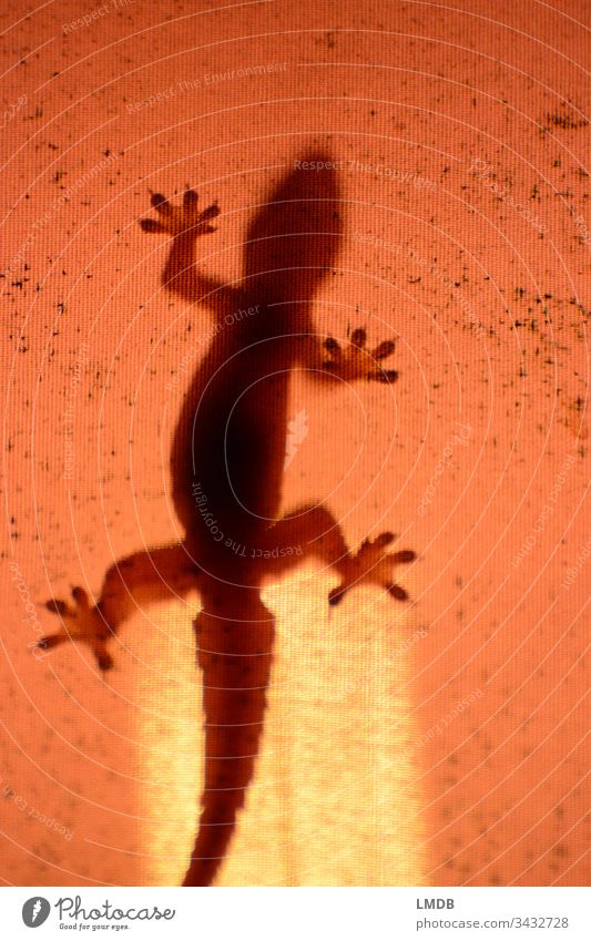 hopeless heat??? ardor Climate change Global warming lizard Tokey Nature Animal Colour photo Orange animal world Copy Space right Reptiles Environment Lamp Hot