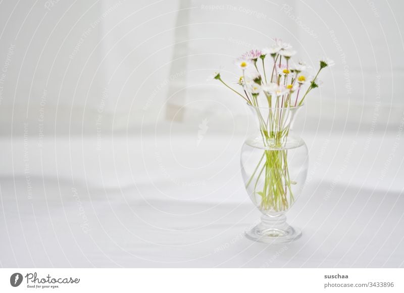daisies in glass vase / cautious optimism Daisy flowers Blossom stalk Vase Bright flooded with light tablecloth Drape White bright background Copy Space
