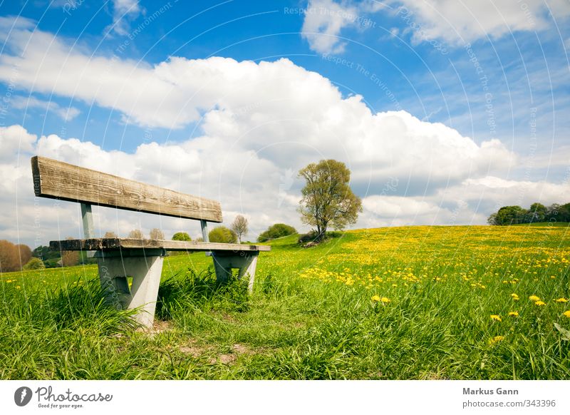 bank in the green Relaxation Summer Nature Landscape Flower Grass Foliage plant Meadow Blue Yellow Green Leisure and hobbies Clouds Bench Dandelion Calm Warmth