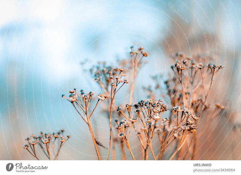 dried-up wild herb in the morning mist weed Shriveled inflorescence Beige Blue light blue spring from last summer buds Faded Withered arid Dry