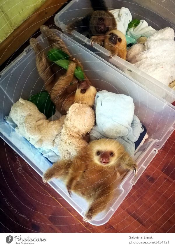 Cute sloth baby in a box Sloth Baby Sloth cute sloth Pelt Fluffy Laundry Nature Wild Costa Rica Baby animal Box Sweet Beautiful Lovely Newborn Crate baby sloth