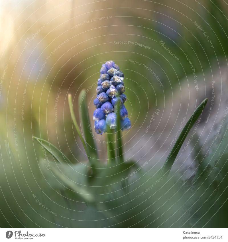 A grape hyacinth blooms in the garden, moistened with drops of water. Nature Plant Flower Muscari Drops of water Wet Green purple Blue Yellow Garden Spring Day