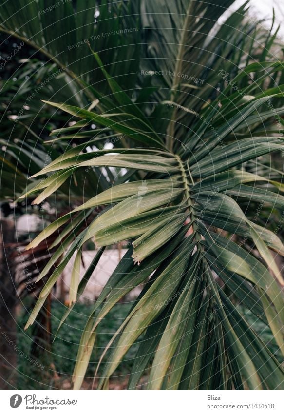 Leaves of a palm tree in warm light Palm tree vacation palm leaves travel tropics Tropical Nature Vacation & Travel Plant Deserted Exotic Exterior shot