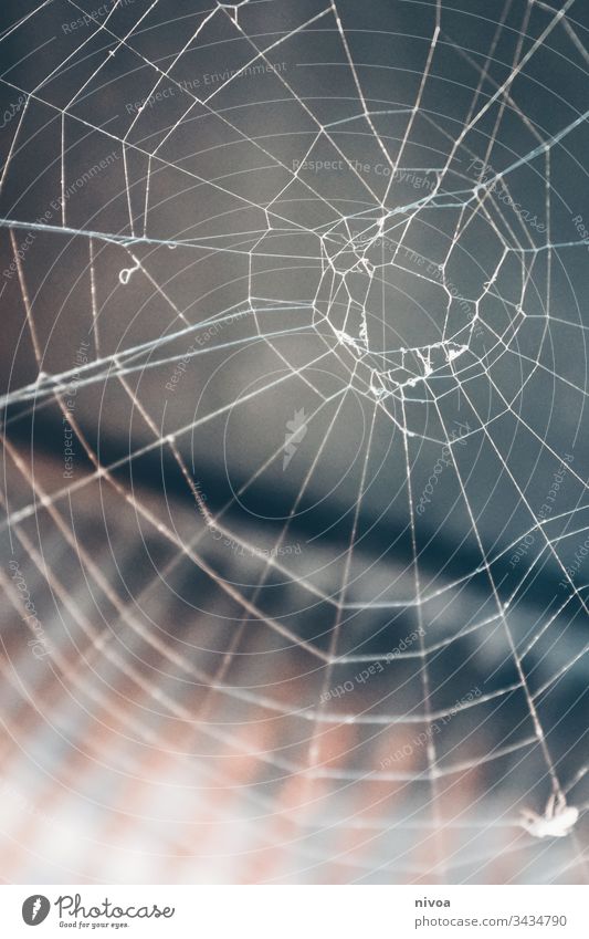 spider's web Spider's web Net Nature Macro (Extreme close-up) Insect Fear Shallow depth of field Exterior shot Colour photo Close-up Animal Animal portrait