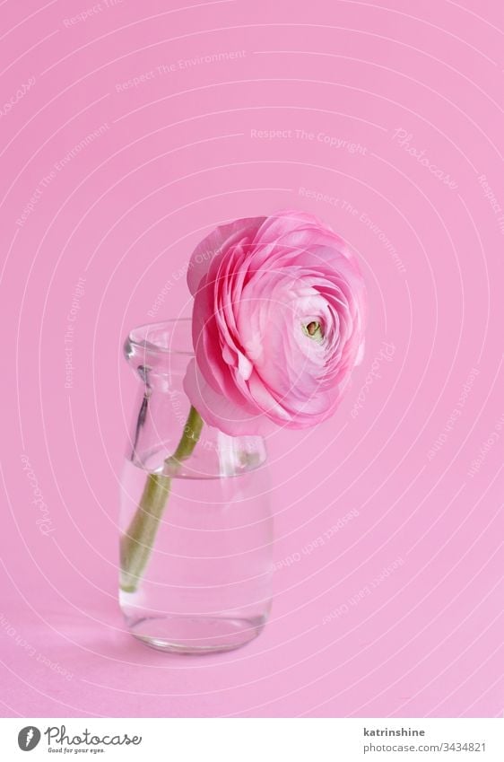 Spring composition with a pink flower in a glass bottle freesia monochrome water romantic light pink pastel soft color close up concept creative day decor