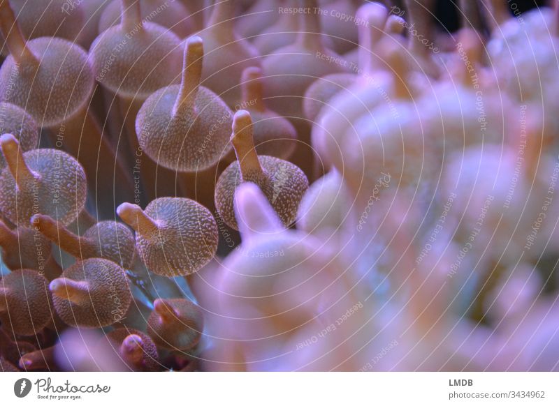 Anemone Detail Anemone Fishes anemone Ocean Coral Dive underwater world Bubbles Round Sphere bubble anemone Pink depth blur Foreground blurred Copy Space right