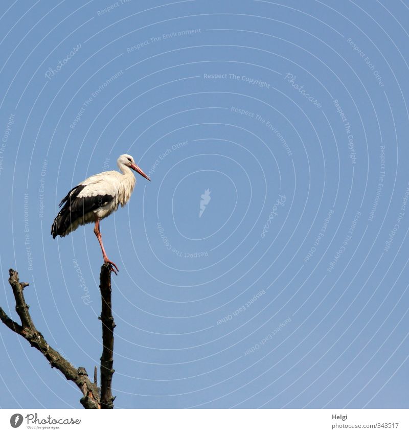 sentinel Nature Animal Sky Cloudless sky Summer Beautiful weather Tree Wild animal Bird Stork White Stork 1 Observe Looking Stand Esthetic Authentic Exceptional