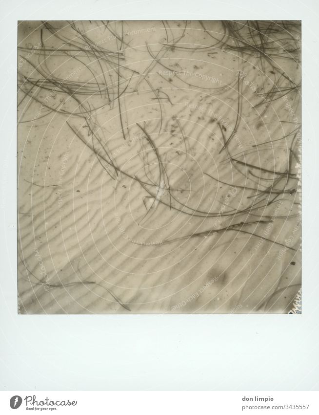 Seaweed in shallow water Water wave pattern structure Coast b/w photography flotsam Polaroid instant photo