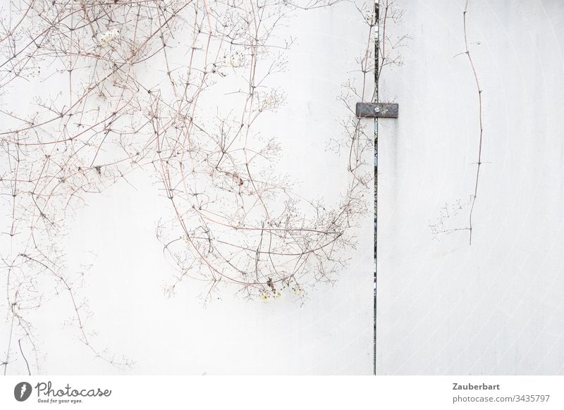 Dried out filigree branches on a light grey wall with slit and a metal clip Wall (building) Wall (barrier) twigs Shriveled Delicate light gray White Deserted