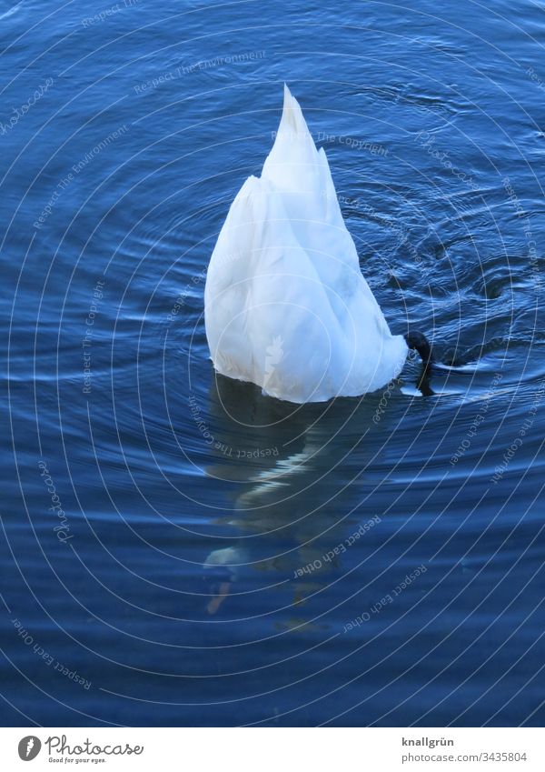 white swan dabbling vertically in water, neck and head visible in clear water Swan Water Surface of water establish To feed Food intake perpendicular Animal
