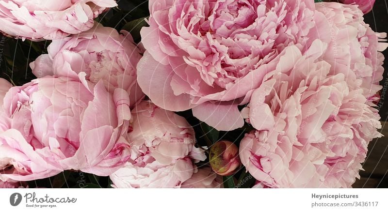 Pink peonies romantic flowers background wallpapers flavor manner beautiful beauty birthday bloom blossom botanical bouquet closeup collection color decor