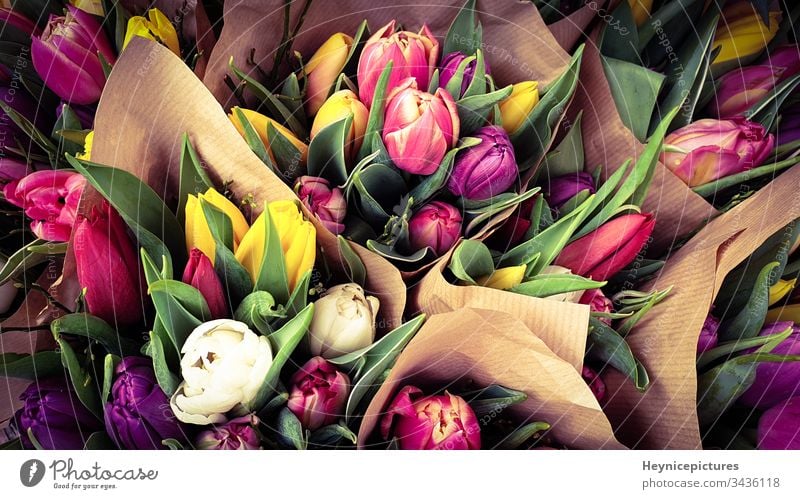 Spring tulips floral tulip bunch anniversary arrangement beautiful beauty bloom blossom botany bouquet celebration color field tulips flower freshness garden