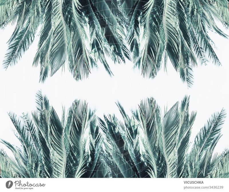 Palm leaves frame at white background palm texture pattern foliage rainforest jungle tropic vacation template flora botanical border art plant poster travel