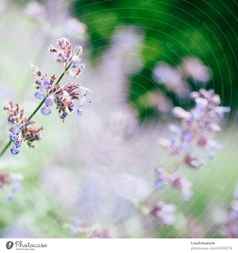 Close-up of a blue plant in the garden against a blurred background. Flower Nature purple Plant Summer Field green pink Spring come into bloom flora