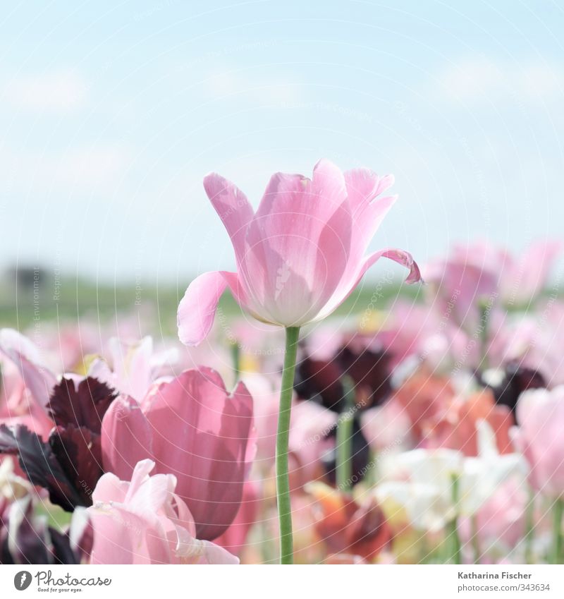 # 343634 Environment Nature Landscape Plant Animal Sky Spring Summer Flower Tulip Blossoming Faded Growth Blue Brown Multicoloured Yellow Green Violet Orange