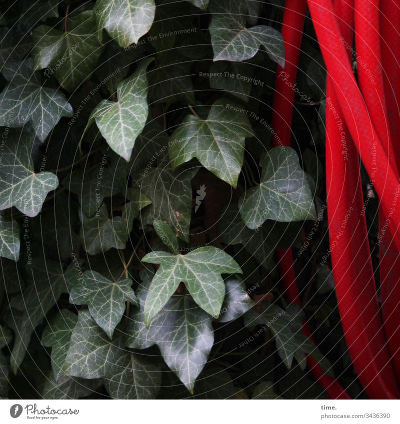 coexistence Ivy Hose green Red hang Contrast Nature Growth Garden Garden hose Irrigation flaked leaves structure Inspiration