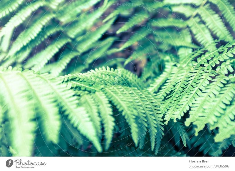Close-up of one of a genus of ferns in the wild Nature Plant Fern green Pteridopsida flaked Growth Fresh Botany Foliage plant natural Delicate Leaf green