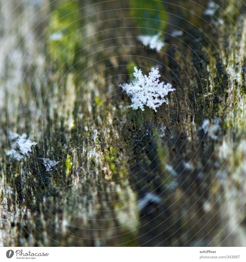 Time change | Herald Nature Snow Cold Flake Snowflake Ice crystal Star (Symbol) Winter Snowfall Frostwork Christmas & Advent Anti-Christmas Winter mood