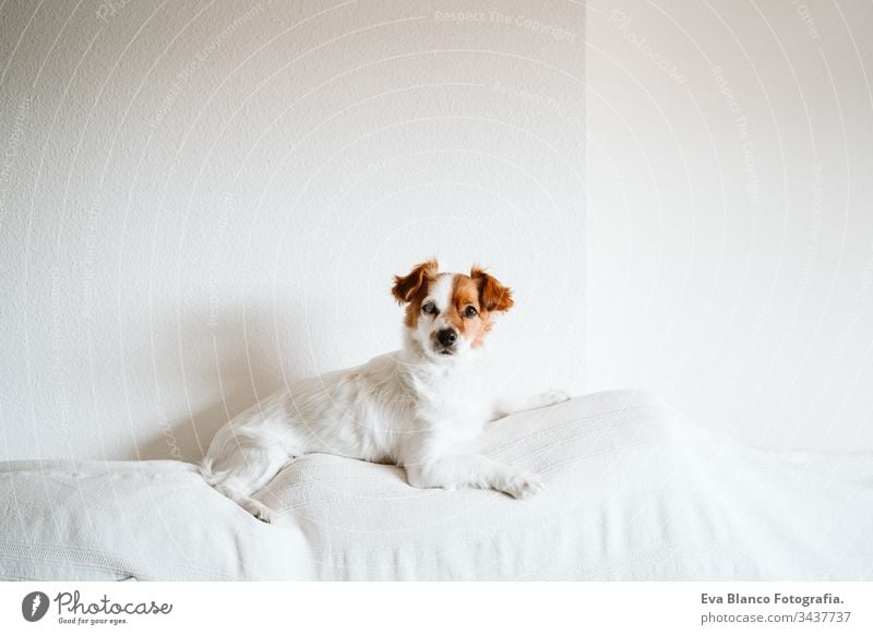 cute jack russell dog on the sofa with letter board with STAY HOME message. Pandemic coronavirus covid-19 concept stay home pet corona virus daytime nobody