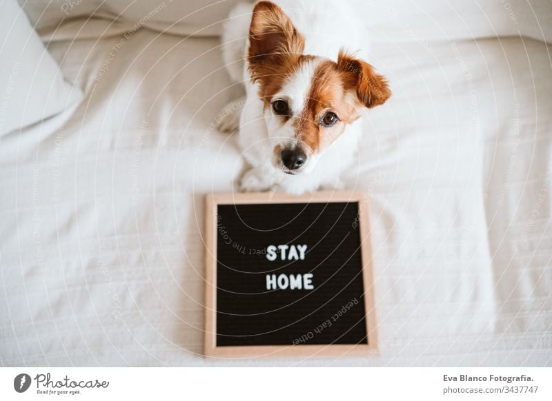 cute jack russell dog on the sofa with letter board with STAY HOME message. Pandemic coronavirus covid-19 concept stay home pet corona virus daytime nobody